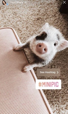 mini pig